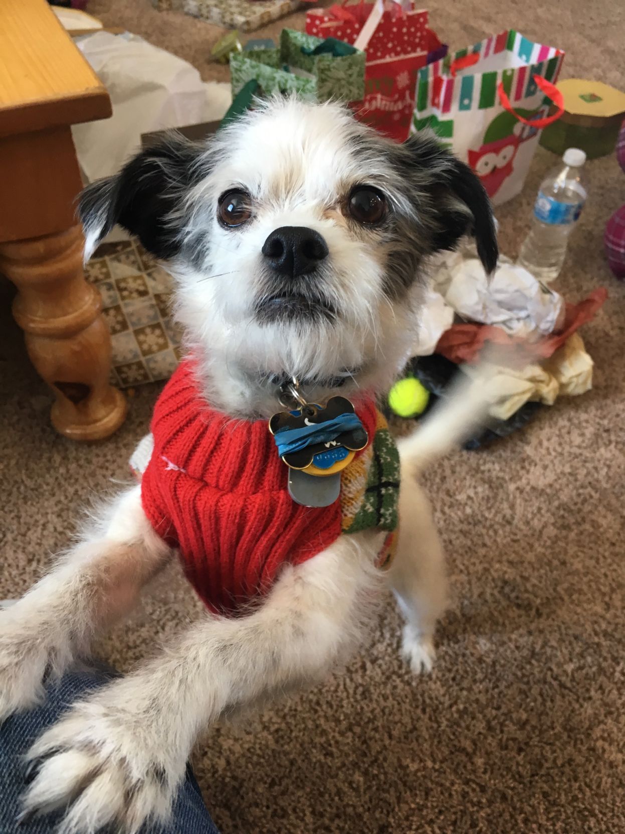 The Times Cutest Pets of Winter 2018